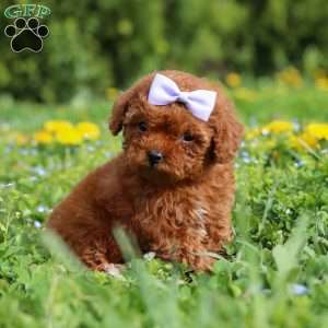 Precious, Cavapoo Puppy